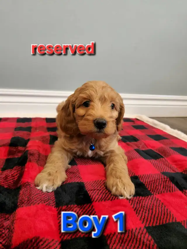 Mini Cockapoo puppies ‼ in Dogs & Puppies for Rehoming in Stratford - Image 4