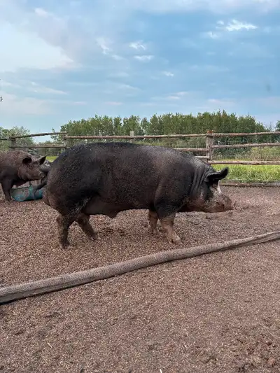 Berkshire Boar. 3 yo. He is proven and has a great temperament! Located north of Saskatoon.