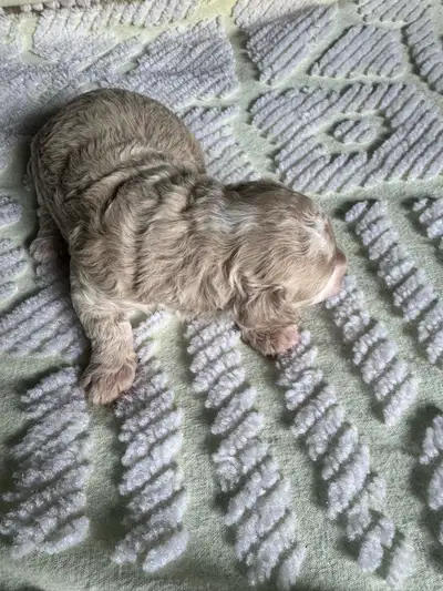 Hi have 2 toy poodles males will be ready July 10 after their vet appointments will be 3 x dewormed....