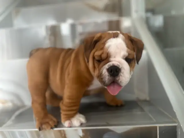 PUREBRED ENGLISH BULLDOGS CKC REGISTERED CHAMPION PARENTS in Dogs & Puppies for Rehoming in Mississauga / Peel Region - Image 6