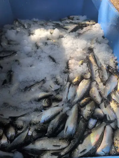 gaspereau and shad licence for sale , View more