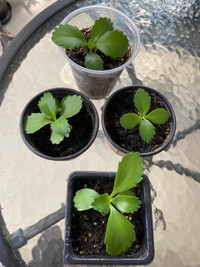 Kalanchoe daigremontiana “Mother of Thousands” Succulents ”