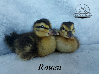 Duck hatching eggs, View more
