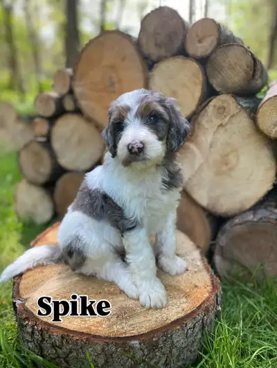 F1b Medium Bernedoodle Puppies, View more