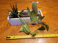 Indoor planter with the cactus