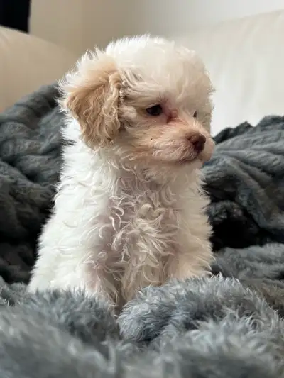 Poodle puppy, View more