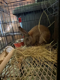Giant male Flemish rabbits for sale 