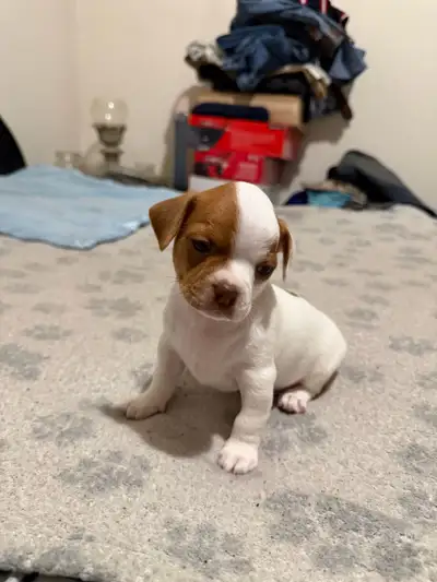 chihuahua puppies for sale! $300 , View more