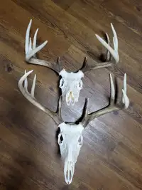 Deer antler mounts