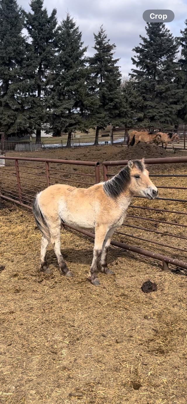 Fjord/quarter horse yearlings in Horses & Ponies for Rehoming in Edmonton