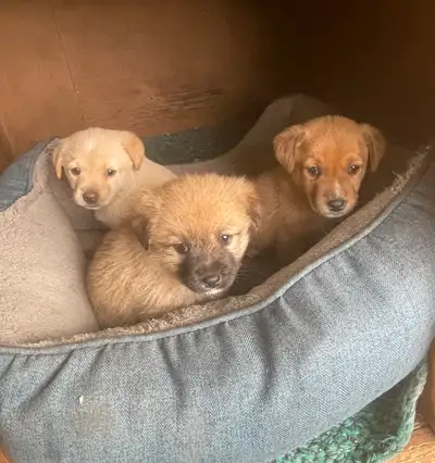 Puppies for sale, View more