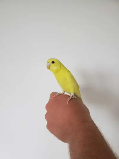 hand tamed colorfull budgie, View more