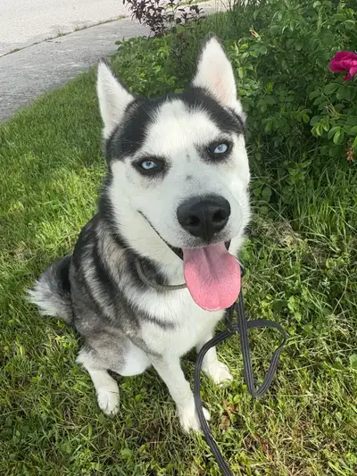 Purebred Siberian Husky — Loving Home Needed ASAP, View more