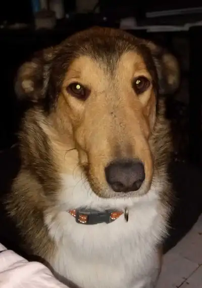 Smooth coated Scotch Collie , View more