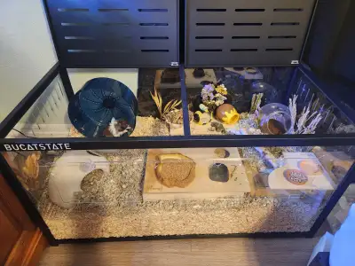 Friendly Hamster with everything. Looking to rehome ASAP, View more