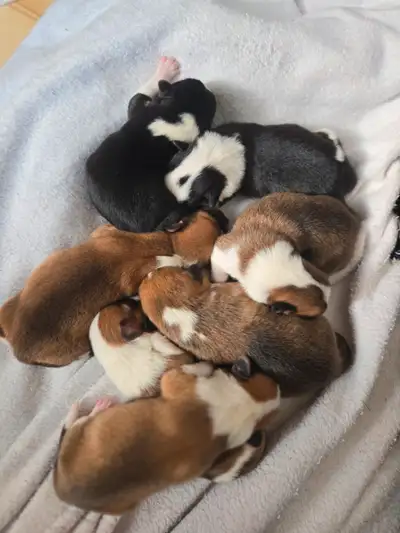 Got 4 boys and 3 girls available. They will keep their tails. Dont come with papers asking 1500 with...