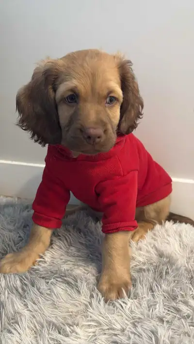 9-Week-Old Male Cocker Spaniel mix Puppy – Vaccinated, Trained, View more