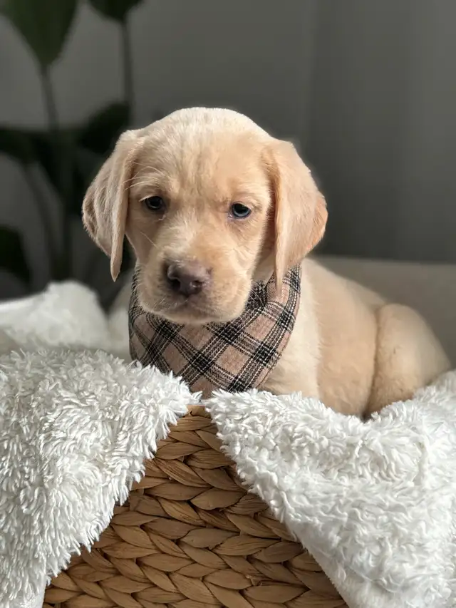 Charcoal & Champagne Purebred Lab Puppies! in Dogs & Puppies for Rehoming in Hamilton - Image 8