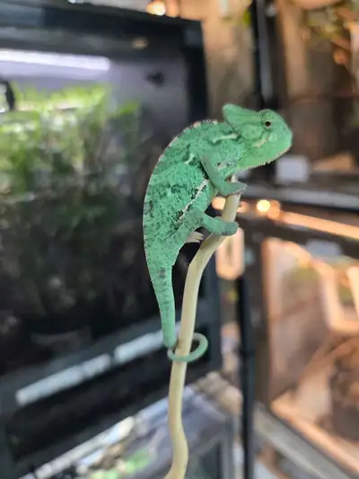 Veiled Chameleons for sale , View more