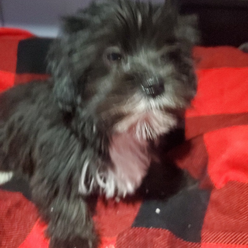 Morkie puppies Dogs & Puppies for Rehoming Edmonton Kijiji