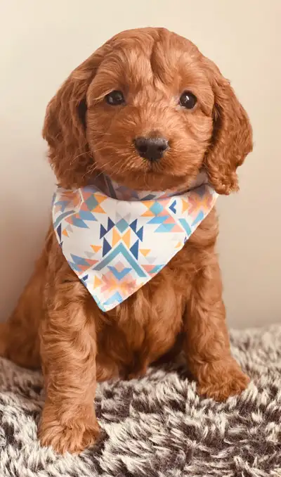 Cockapoo puppies! Optional training packages , View more