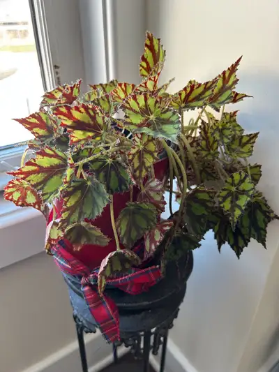 NEW Rhizomatous Begonia (Begonia Hybrid), View more