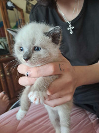 Siamese kittens ( Polydactyl)