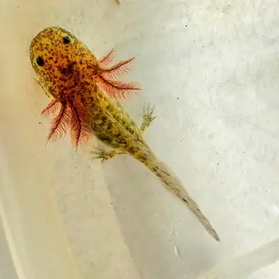 Axolotl for sale Visit SASKALOTL on Instagram and Facebook for more photos. Axolotl need 19° or lowe...