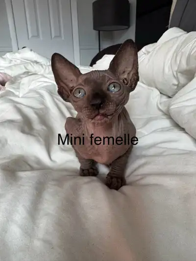 bébé Sphinx - Chipit- lulu-mini, Voir plus