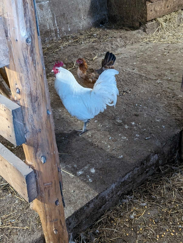 Roosters for sale  in Livestock in Peterborough - Image 2