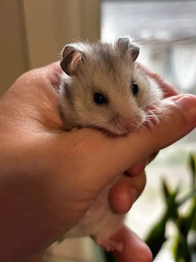 Baby Hamsters in Small Animals for Rehoming in St. Catharines - Image 4