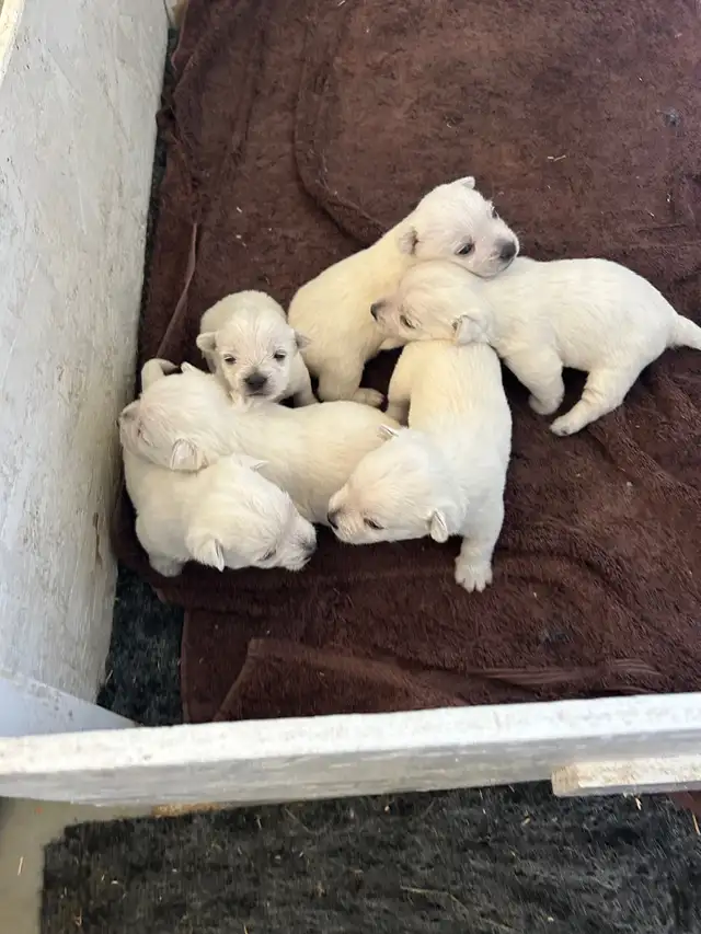 Westie puppies in Dogs & Puppies for Rehoming in Edmonton - Image 9