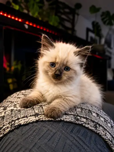 ragdoll kittens, View more
