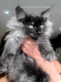 Top quality Maine Coons kittens Red, Silver,  Smoke