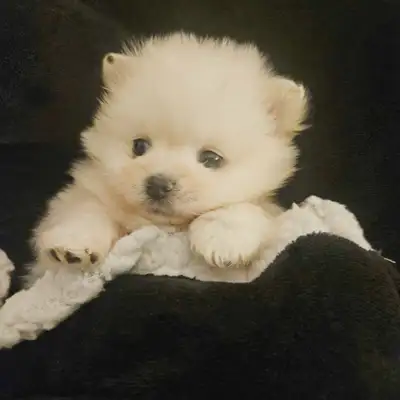 Purebred Korean Teddy bear face pomeranian boys, View more