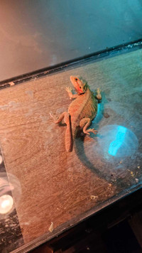Red bearded dragon for sale 