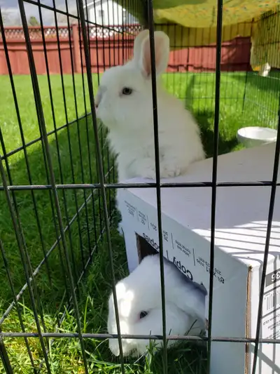 Rabbit for adoption jersey wooly (angora) and lop, View more
