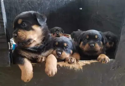 Rottweiler Von garten, View more