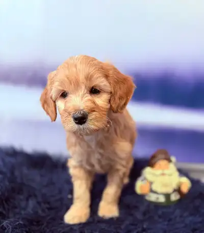 1 GIRL AVAILABLE Our beautiful F1B Mini Goldendoodle puppies are available to go home today. We woul...