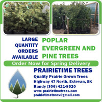 Trees For Sale in Estevan Poplar, Spruce, Pine