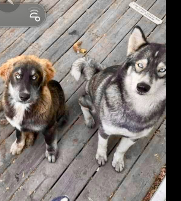 MISSING DOGS! in Lost & Found in Edmonton - Image 4