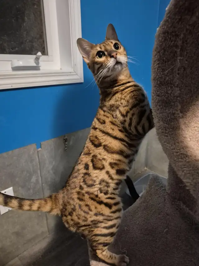 Beautiful spayed female Bengal in Cats & Kittens for Rehoming in Edmonton - Image 3