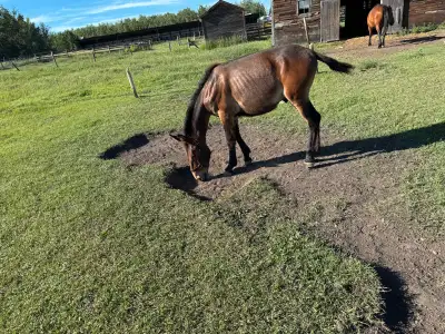 3 one year old mules, View more