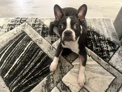 Boston Terrier Puppy, View more