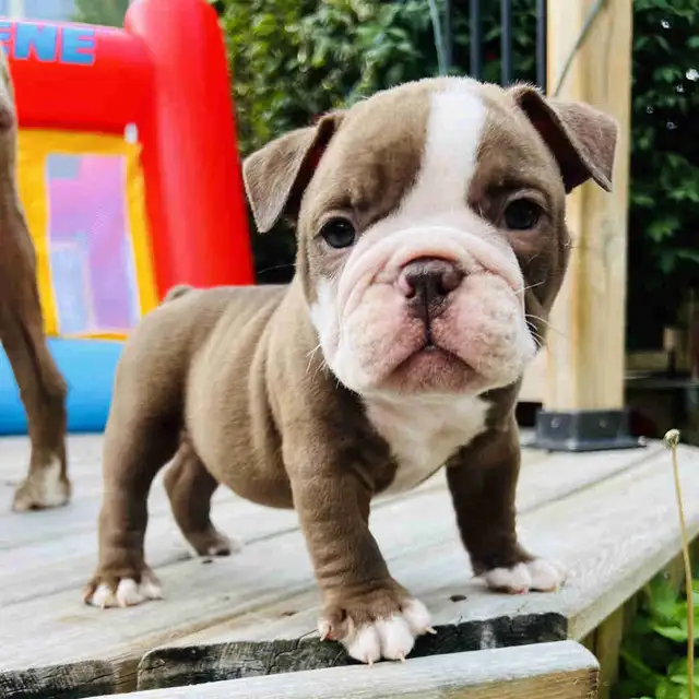 Male Olde English Bulldog in Dogs & Puppies for Rehoming in City of Toronto - Image 4