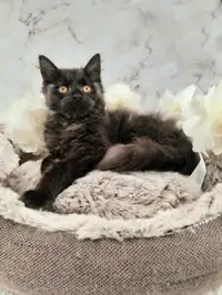Maine Coon in Black Smoke Colour