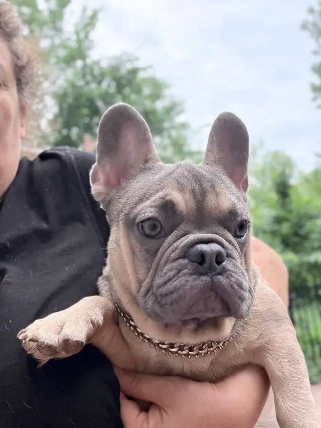 FRENCH BULLDOG PUPPIES in Dogs & Puppies for Rehoming in Ottawa - Image 2
