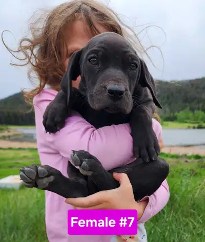 Catahoula x Cane Corso Puppies, View more