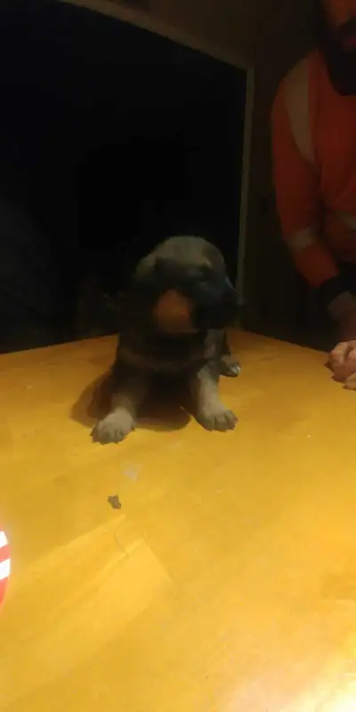 PUPPIES... Have a cuddly Christmas with a loving little friend!!, View more