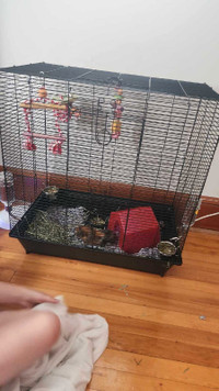 Guinea pig & cage